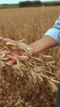 Farmer's hands holding stalks with mature soybean pods.