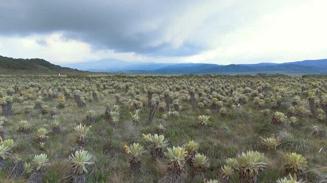 A panoramic view of paramo vegetation under a cloudy sky, highlighting the serene atmosphere of Buey Lagoon in Colombia.