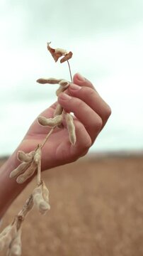 Farmer's hands holding and inspecting a stalk of mature soybean pods in a close-up