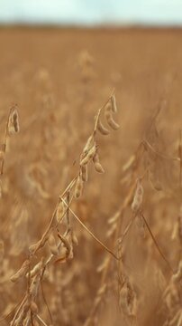 Mature soybean in vertical format, swaying in the wind with a blurred background