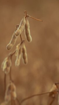 Close-up shot of mature soybean pods with bokeh
