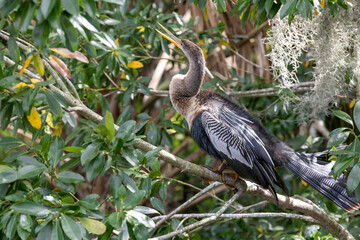 Naklejka premium Anhinga bird on a branch in Palm Island Park, Mount Dora, Florida, surrounded by lush greenery.