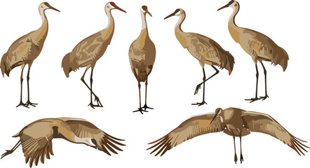 Obraz premium Sandhill cranes illustration, bird vector, wildlife clipart, ornithology design, nature motif, animal icon, flight symbol, elegant graphic, concept art