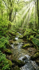 Obraz premium Sunlight filters through a lush green forest, illuminating a clear, mossy stream flowing over stones in a serene valley.