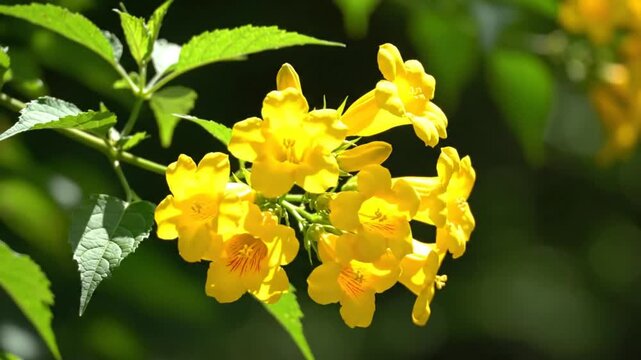 Bright yellow cluster of trumpet-shaped flowers in full bloom on a sunny day with green foliage in the background