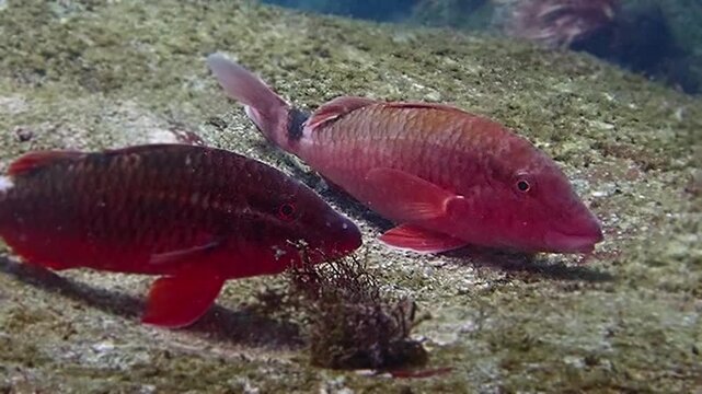 砂地でひげを使い餌を探し回るオジサン（ヒメジ科）の捕食生態シーン