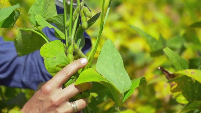 Female agronomist inspecting a soybean stem in a close-up, pointing to the leaf