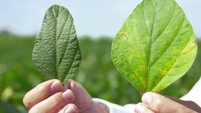 Female agronomist's hands holding two soybean leaves, one diseased with spots and one in perfect condition, close-up shot