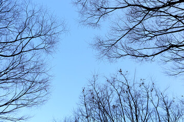 Obraz premium Tree branches against blue winter sky