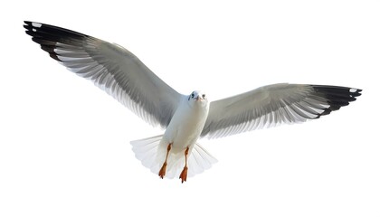 Obraz premium A close-up shot of a seabird soaring in mid-flight, wings fully extended against a clean white backdrop