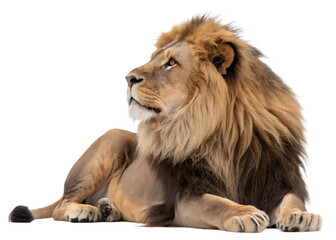 Obraz premium Majestic Lion's Gaze: A regal lion, showcasing a lush mane and powerful build, lies serenely, its gaze fixed in contemplation, embodying the untamed spirit of the wild., isolated on a Transparent back