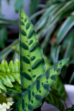 Close-up of the rattlesnake plant (Goeppertia insignis, formerly Calathea lancifolia), highlighting its unique leaf spots and wavy margins