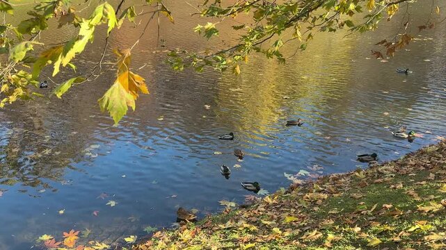 Lake with mallards ducks in autumn park.