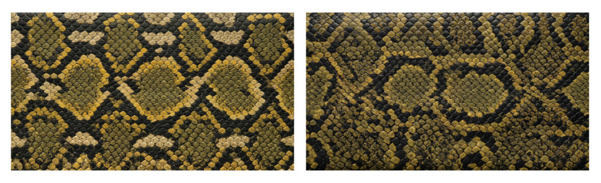 Set of  Australian carpet python snake skin texture close-up in golden yellow black and olive pattern color palette, macro top-down camera view