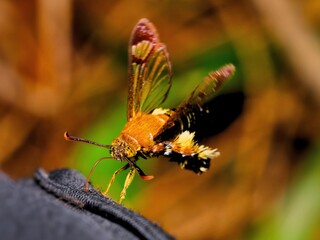 A Clear-winged Hawk-moth with vibrant orange body and transparent wings hovering near a camera bag at Kaeng Krachan NP. Thailand © KC-Bird&Nature