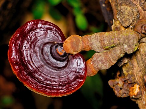 Top-down view of a glossy, dark red Reishi mushroom (Ganoderma lucidum) growing from an old log at Kaeng Krachan NP. Thailand