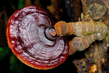 A glossy, dark red Reishi mushroom (Ganoderma lucidum) growing from an old log at Kaeng Krachan NP. Thailand