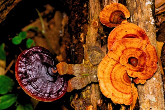 Comparison of a deep red Reishi mushroom next to bright orange, fan-shaped False Turkey Tail mushrooms on a log at Kaeng Krachan Forest floor Thailand