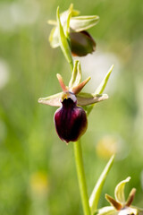 Ophrys helenae in a natural habitat in Greece © georgigerdzhikov