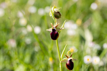 Ophrys helenae in a natural habitat in Greece © georgigerdzhikov