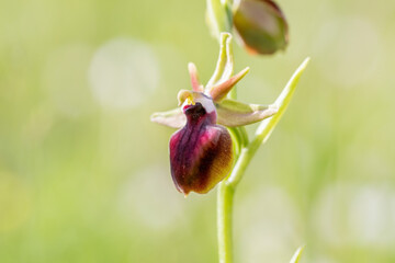 Ophrys helenae in a natural habitat in Greece © georgigerdzhikov