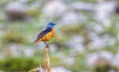 Common Rock Thrush sitting on stone