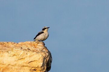 Obraz premium Northern Wheatear (Oenanthe oenanthe) in stone quarry