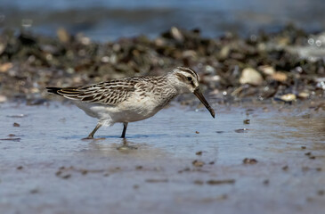 Obraz premium Broad-billed Sandpiper Calidris falcinellus in a natural habitat