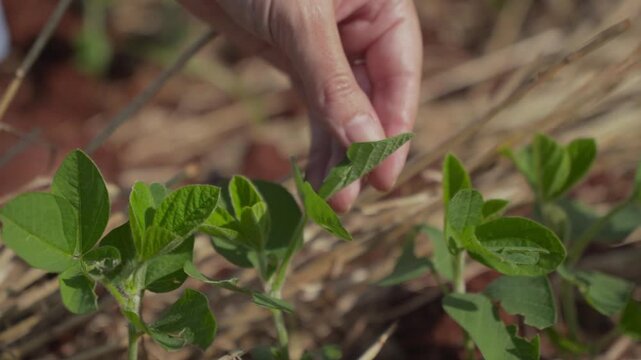 Woman's hand inspecting and checking newly emerged soybean leaves in close-up