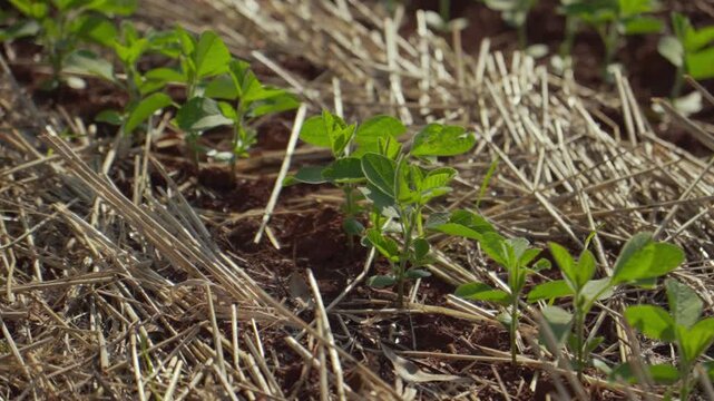 Close-up of newly emerged soybean crop on soil with crop residue cover