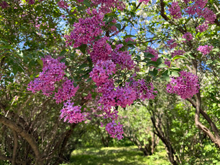 Obraz premium Syringa lilac bush in spring park.