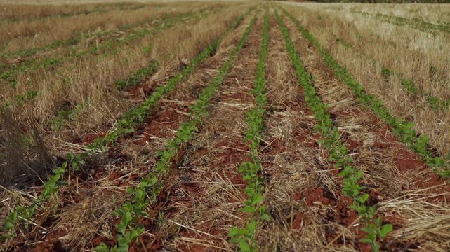 Young soybean sprouts in a field