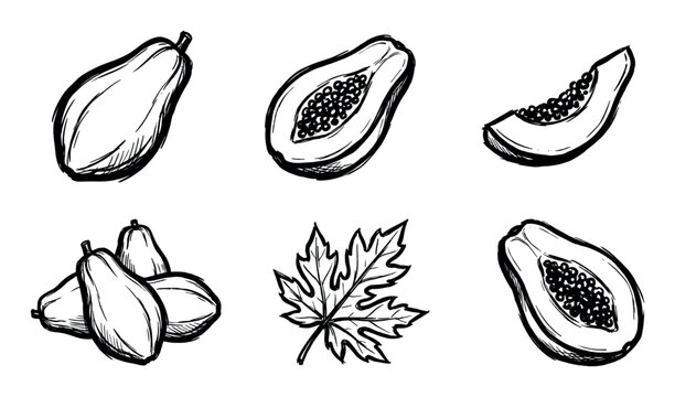 Hand-drawn sketch illustration set featuring various forms of fresh papaya fruit and a distinct papaya leaf.