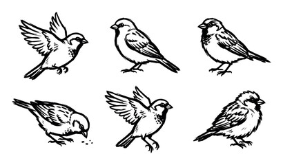 Fototapeta premium Set of hand-drawn black and white sketch illustrations depicting various common sparrows in different natural poses and activities.