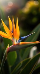 Vibrant Bird of Paradise Flower in Natural Light.
