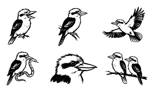 Collection of hand-drawn kookaburra illustrations depicting various poses, including perching, flying, and interacting with a snake.