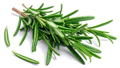 Fototapeta premium A close-up shot of a sprig of fresh green herb with needle-like leaves, set against a white background
