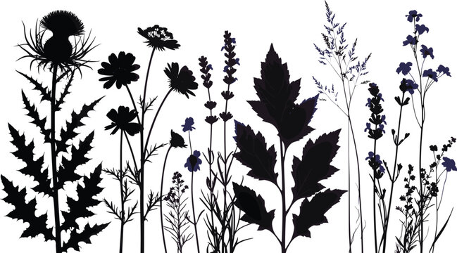 Collection of Wildflower and Meadow Plant Silhouettes Featuring Thistles Lavender and Field Grasses Isolated on White Background for Organic Nature Vector Design and Graphics