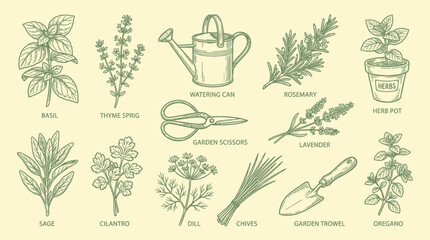 A charming hand-drawn illustration showcasing a variety of common culinary herbs and essential gardening tools, presented in a vintage botanical style. © KN collection