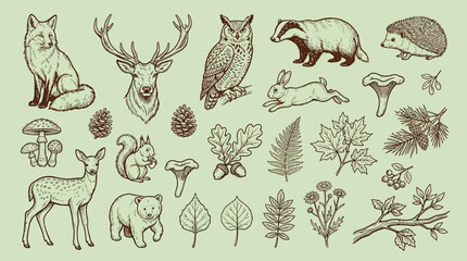A detailed illustration of various woodland creatures, plants, and natural elements, presented in a vintage, hand-drawn style. © KN collection