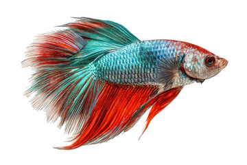 Fototapeta premium Colorful betta fish swimming in clear water with vibrant fins and scales under natural light