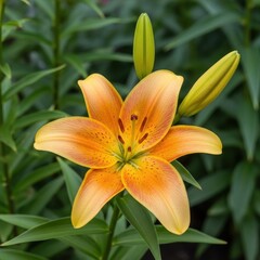 Fototapeta premium Vibrant Orange Asiatic Lily Blossom with Unopened Buds.