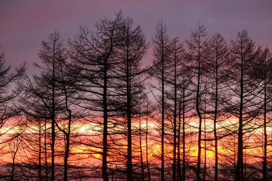 Tree silhouettes standing against a backdrop of woods bathed in madder red