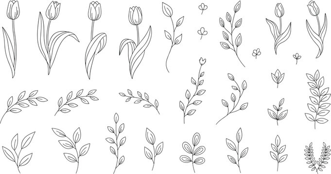 Hand drawn tulip flowers and botanical leaf branches line art vector set with elegant floral elements isolated for spring nature design