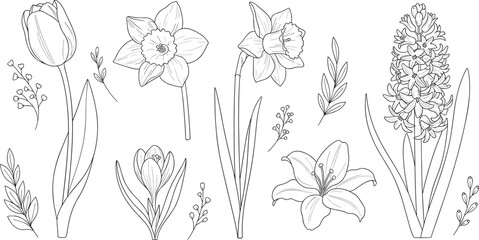 Hand drawn spring flowers botanical line art vector set featuring tulip daffodil lily hyacinth and crocus floral elements isolated for elegant nature design © MstLinaAkter