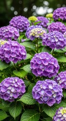 Obraz premium Vibrant Purple Hydrangeas in Full Bloom - A Floral Delight.