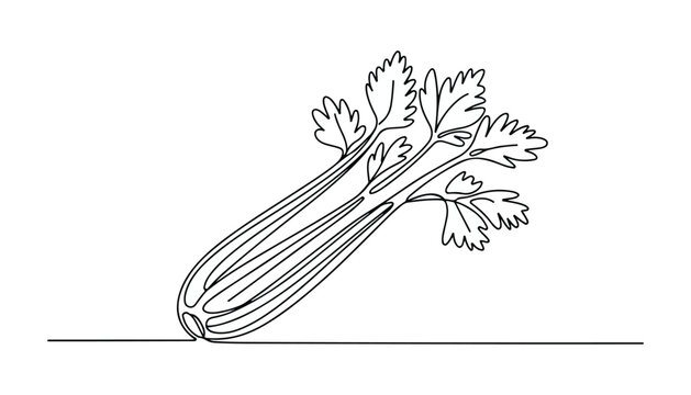 One continuous line illustration of an Celery vegetable , isolated on white background.
