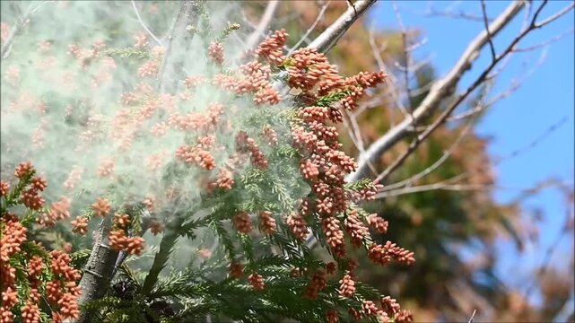 スギ花粉