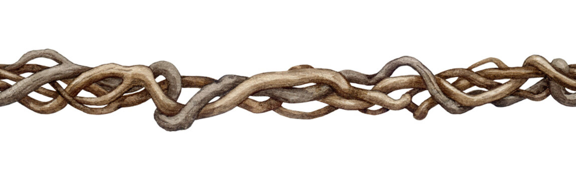 Dry twisted vine creeper branch seamless border decor element. Vintage style liana branch element hand drawn watercolor illustration on white background. Natural decor botanical twisted vine border