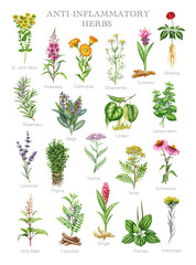 Anti-inflammatory herbs vintage style illustration set. Hand drawn different medicinal plants for inflammation healing collection. Calendula, rosemary, sage, lavender, thyme on white background © anitapol